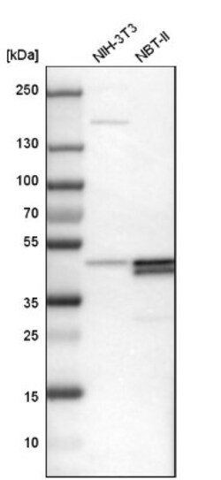 PAWR/ PAR4 Antibody, Novus Biologicals:Antibodies:Primary Antibodies